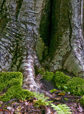 Beech Tree Trunk II
